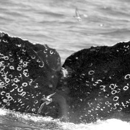 Fluke of CRC-10789