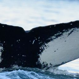 Fluke of HW-MN0200621