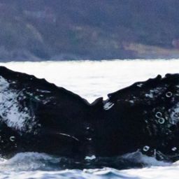 Fluke of HW-MN0200623