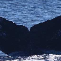 Fluke of HW-MN0444818