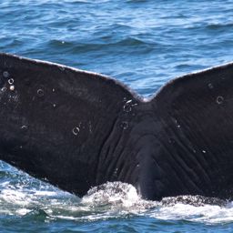 Fluke of CRC-11601