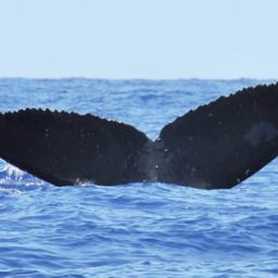 Fluke of Himalaya