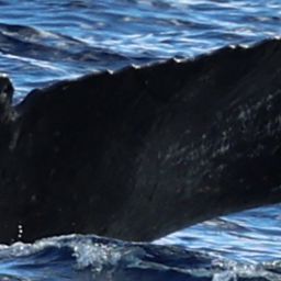 Fluke of HW-MN0444829