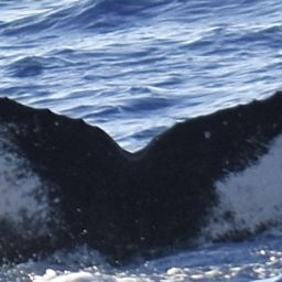 Fluke of HW-MN0444832