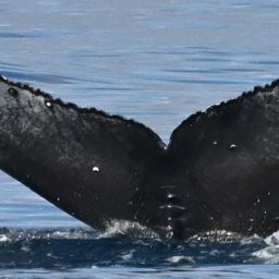 Fluke of HW-MN0444836