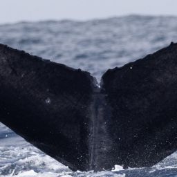 Fluke of CRC-22842