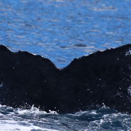 Fluke of HW-MN0444837