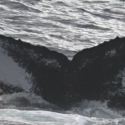 Fluke of HW-MN0200634