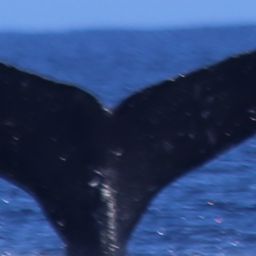 Fluke of HW-MN0440305