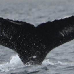 Fluke of HW-MN0200636