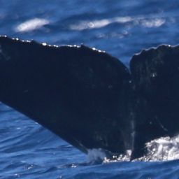 Fluke of HW-MN0444840