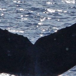 Fluke of CRC-19153