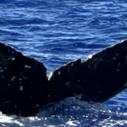 Fluke of HW-MN0444864