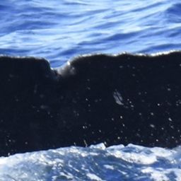 Fluke of HW-MN0444865