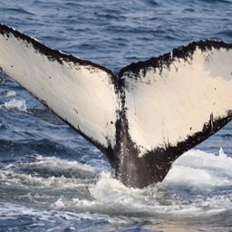 Fluke of CRC-12030
