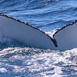 Fluke of HW-MN1109145