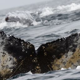 Fluke of HW-MN0804429