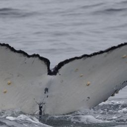 Fluke of HW-MN0804434