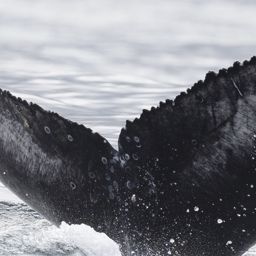 Fluke of HW-MN0804436