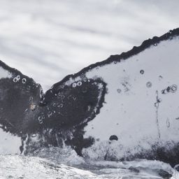 Fluke of HW-MN0804437