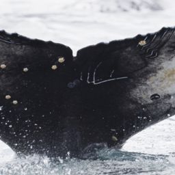 Fluke of HW-MN0804438