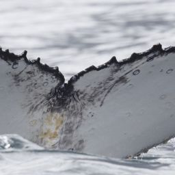 Fluke of HW-MN0804440