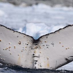 Fluke of HW-MN1306771