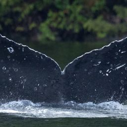 Fluke of BCX2214