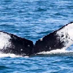 Fluke of CRC-16387