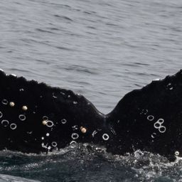 Fluke of HW-MN0804443