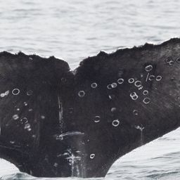 Fluke of HW-MN0804444