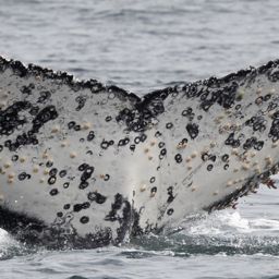 Fluke of HW-MN0804446