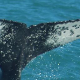 Fluke of HW-MN1109162