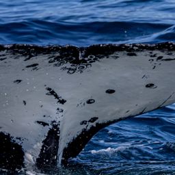 Fluke of HW-MN1109163