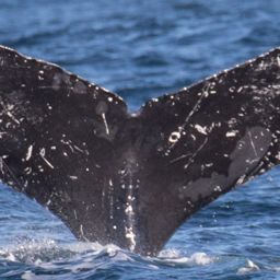 Fluke of CRC-12468