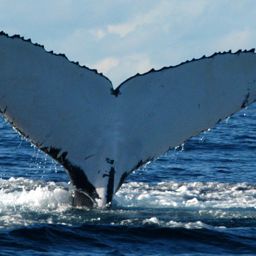 Fluke of HW-MN1109229