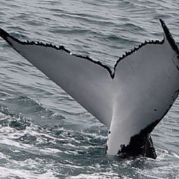 Fluke of HW-MN1109231