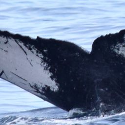 Fluke of Helvecita