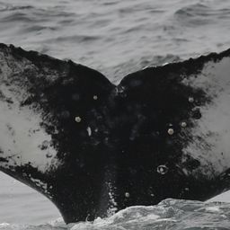 Fluke of HW-MN0804449