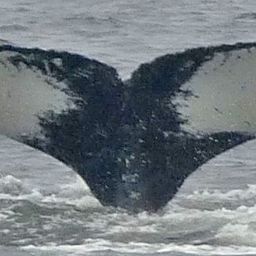 Fluke of Hootie