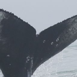 Fluke of HW-MN0804458