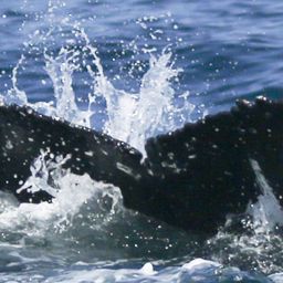 Fluke of HW-MN0804460