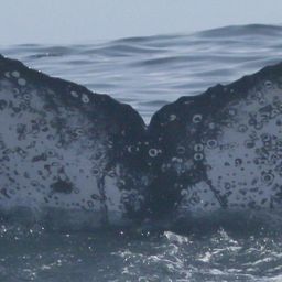Fluke of HW-MN0804467