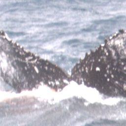 Fluke of HW-MN1306782