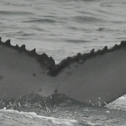 Fluke of HW-MN0804474