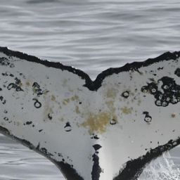 Fluke of HW-MN0804478