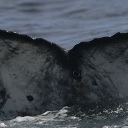 Fluke of HW-MN0804483