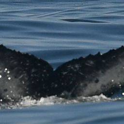 Fluke of HW-MN0804490