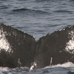 Fluke of CRC-10207