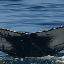 Fluke of HW-MN0804492